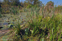 Ridge and Valley Calcareous Spring Marsh (Arrow-Arum - Water Smartweed Type) – CEGL006244