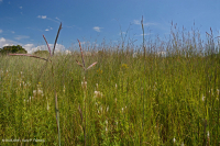 Appalachian Wet-Mesic Tall-Grass Prairie - CEGL006039