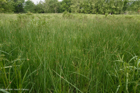 Ridge and Valley Calcareous Spring Marsh (Arrow-Arum - Water Smartweed Type) – CEGL006244