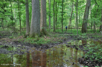 Non-Riverine Wet Hardwood Forest (Northern Coastal Plain Type) – CEGL004644