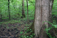 Non-Riverine Wet Hardwood Forest (Southern Coastal Plain Type) – CEGL007449