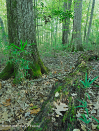 Non-Riverine Wet Hardwood Forest (Southern Coastal Plain Type) – CEGL007449