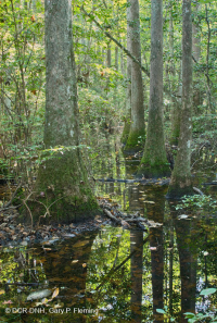 Non-Riverine Swamp Forest (Tupelo - Bald Cypress Type) – CEGL004429