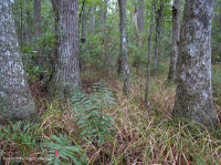 Non-Riverine Swamp Forest (Tupelo - Bald Cypress Type) – CEGL004429
