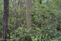 Non-Riverine Swamp Forest (Mixed Evergreen Type) – CEGL007558