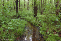 Coastal Plain / Outer Piedmont Acidic Seepage Swamp – CEGL006238