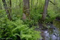Coastal Plain Calcareous Seepage Swamp – CEGL006413