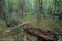 Coastal Plain Calcareous Seepage Swamp – CEGL006413
