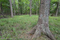 Piedmont Upland Depression Swamp (Pin Oak - Swamp White Oak Type) - CEGL004643