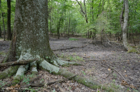 Piedmont Upland Depression Swamp (Pin Oak - Swamp White Oak Type) – CEGL004643