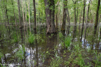 Piedmont Upland Depression Swamp (Willow Oak Type) – CEGL007403
