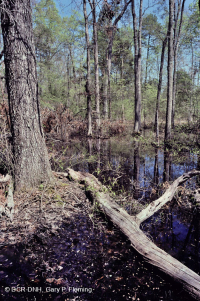 Piedmont Upland Depression Swamp (Willow Oak Type) – CEGL007403