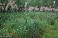 Interdune Swale / Pond (Switchgrass Type) – CEGL004129