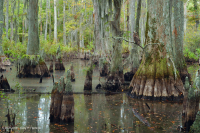 Maritime Swamp Forest (Bald Cypress Type) – CEGL004079