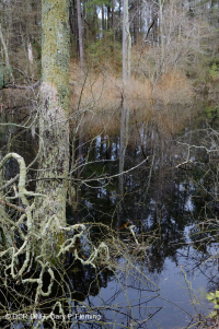 Maritime Swamp Forest (Black Willow Type) – CEGL006348