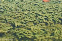 Riverine Aquatic Bed (Tapegrass Type) – CEGL004333