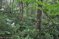 Southern Appalachian Red Spruce Forest (Evergreen Shrub Type) – CEGL007130