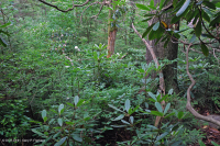 Southern Appalachian Red Spruce Forest (Evergreen Shrub Type) – CEGL007130