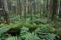 Fraser Fir Forest - CEGL006049