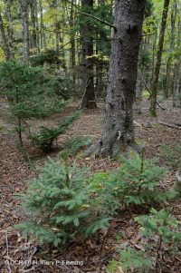 Southern Appalachian Red Spruce Forest (Deciduous Shrub Type) – CEGL007131