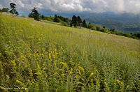 Southern Appalachian Grassy Bald – CEGL004242