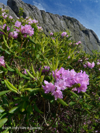 Southern Appalachian Catawba Rhododendron Heath Bald - CEGL003818