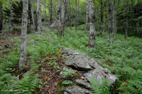 Southern Appalachian Northern Hardwood Forest – CEGL007285