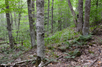 Central Appalachian Northern Hardwood Forest (Sugar Maple - Beech - Black Cherry Type) – CEGL006045