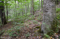 Central Appalachian Northern Hardwood Forest (Sugar Maple - Beech - Black Cherry Type) – CEGL006045