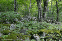 Central Appalachian High-Elevation Boulderfield Forest / Woodland – CEGL008504