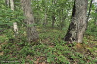 Southern Appalachian Northern Red Oak Forest (Deciduous Shrub Type) – CEGL007300