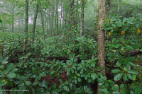 Southern Appalachian Northern Red Oak Forest (Evergreen Shrub Type) – CEGL007299