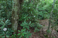 Southern Appalachian Northern Red Oak Forest (Evergreen Shrub Type) – CEGL007299
