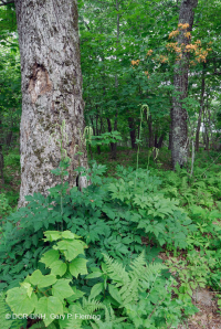 Southern Appalachian Northern Red Oak Forest (Deciduous Shrub Type) – CEGL007300<br />
 