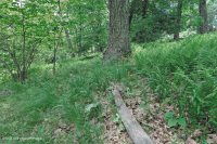 Central Appalachian Northern Red Oak Forest – CEGL008506