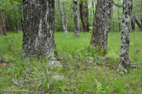 Central Appalachian Northern Red Oak Forest - CEGL008506