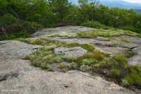 High-Elevation Outcrop Barren (Greenland Sandwort Igneous / Metamorphic Type) – CEGL008509
