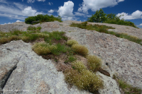 High-Elevation Outcrop Barren (Greenland Sandwort Igneous / Metamorphic Type) - CEGL008509