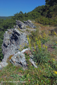 High-Elevation Greenstone Barren – CEGL008536
