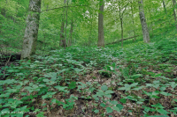 Southern Appalachian Rich Cove Forest (Sugar Maple - Buckeye Type) - CEGL007695