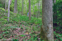 Appalachian Rich Cove Forest (Tuliptree - Mixed Hardwoods Type) - CEGL007710