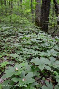 Southern Appalachian Rich Cove Forest (Sugar Maple - Buckeye Type) – CEGL007695