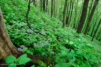 Southern Appalachian Rich Cove Forest (Sugar Maple - Buckeye Type) – CEGL007695