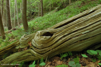 Southern Appalachian Limestone Rich Cove Forest – CEGL006472