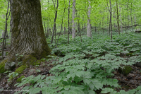 Central Appalachian Rich Cove Forest (Sugar Maple - Basswood Type) – CEGL006237