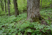 Central Appalachian Rich Cove Forest (Sugar Maple - Basswood Type) – CEGL006237