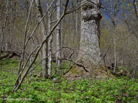 Appalachian Rich Cove Forest (Tuliptree - Mixed Hardwoods Type) – CEGL007710