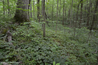 Southern Piedmont Basic Mesic Forest - CEGL008466