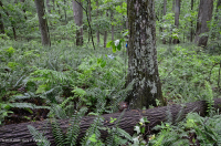 Inner Piedmont / Lower Blue Ridge Basic Mesic Forest - CEGL006186
