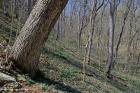 Central Appalachian / Piedmont Basic Mesic Forest (Twinleaf - Blue Cohosh Type) - CEGL008412